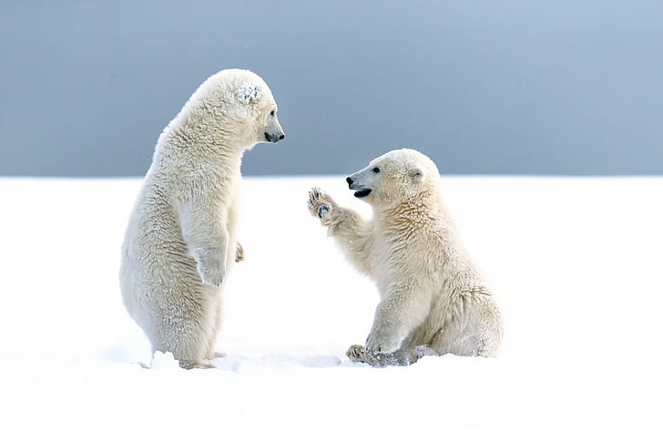 baby animals, snow, polar bears, cubs, HD wallpaper