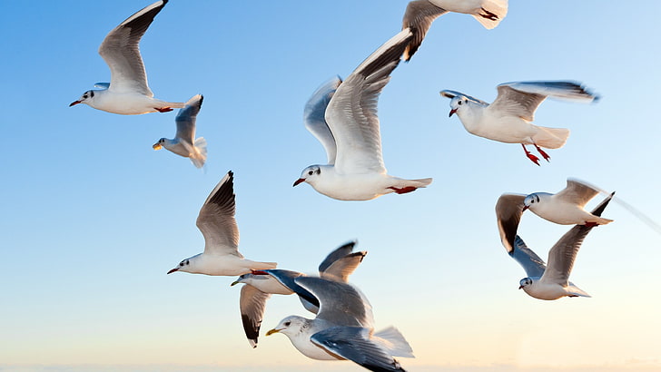 birds, seagulls, group of animals, animal wildlife, animals in the wild, HD wallpaper