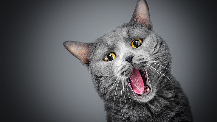 cat, facial expression, whiskers, yawning, emotion, animal