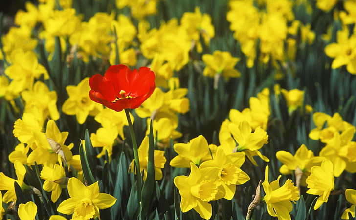 Image of Poppies and daffodils