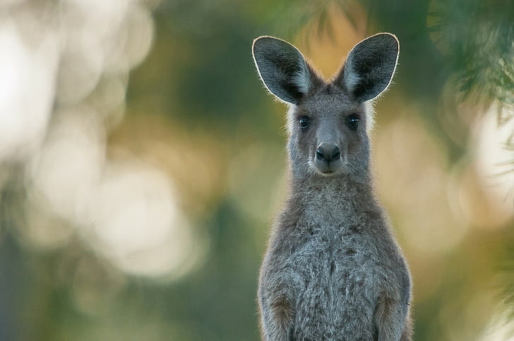 Kangaroo, brown kangaroo, portrait, sight, HD wallpaper