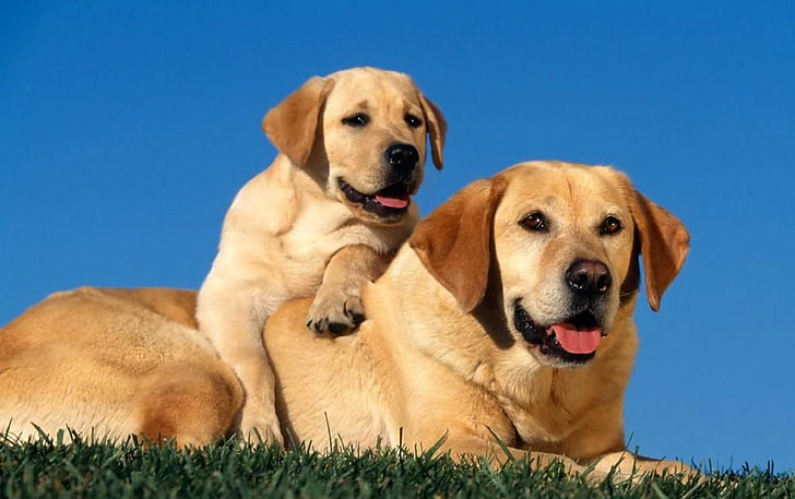 adult yellow Labrador retriever and puppy, dogs, labradors, couple