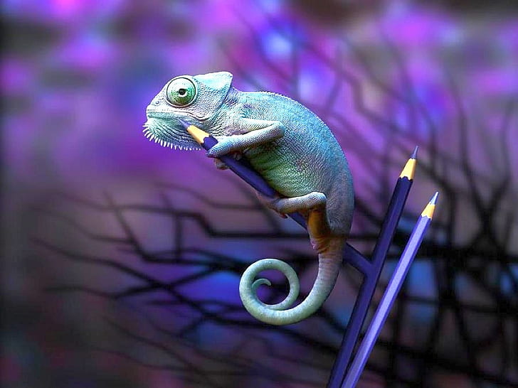 cool lizard amazing picture HD, animals, HD wallpaper
