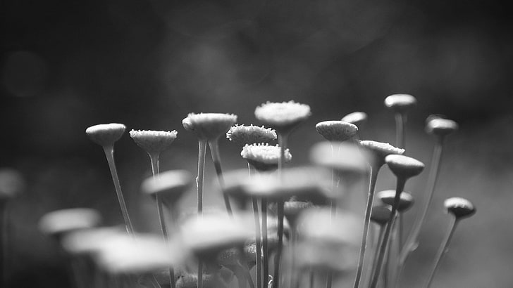 grayscale photo of tansy flowers, grayscale photo of chrysanthemum flowers