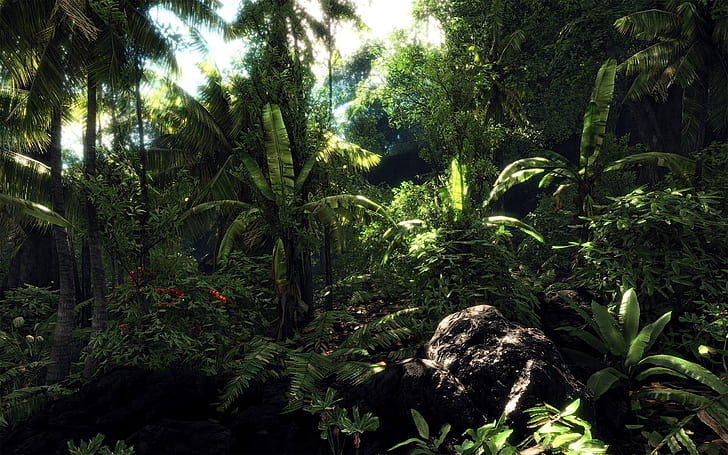 Jungle, Nature, Trees, Forest, Sunshine, Landscape, green banana tree, HD wallpaper