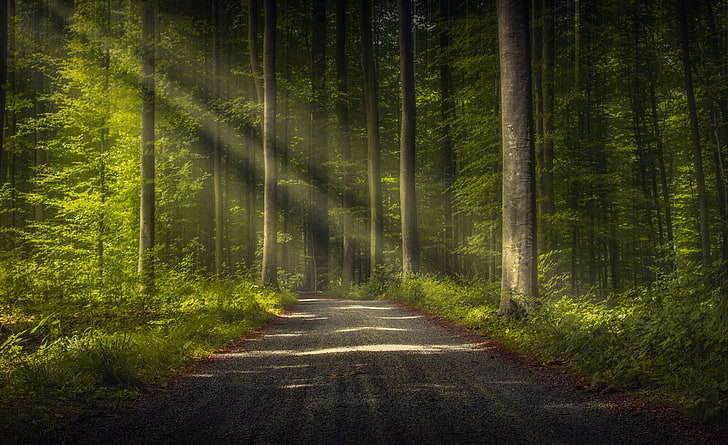 trees, road, forest, nature, sun rays, land, plant, beauty in nature, HD wallpaper