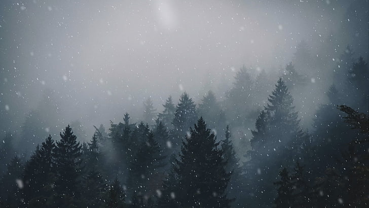 pine trees, forest, landscape, mist, snowing, overcast, winter
