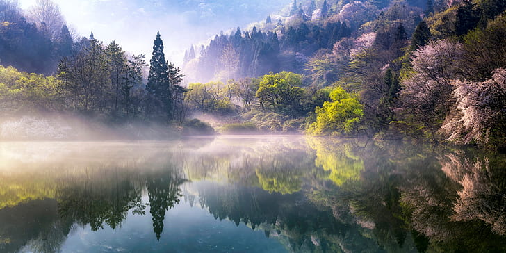 trees, nature, fog, lake, spring, morning, South Korea, The Republic of Korea, HD wallpaper