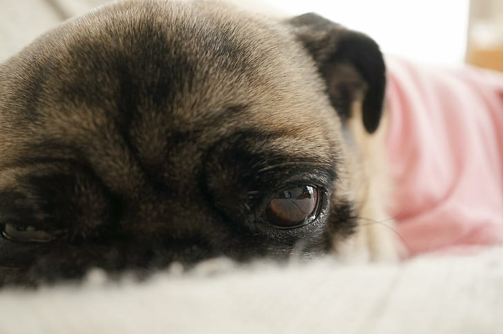 closeup photo of fawn Pug puppy, 視線, eyes, dog, pets, cute, HD wallpaper