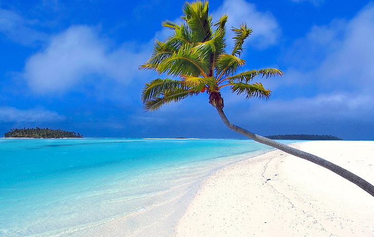 coconut tree, maldives, beach, palm trees, sand, sea, idyllic, HD wallpaper