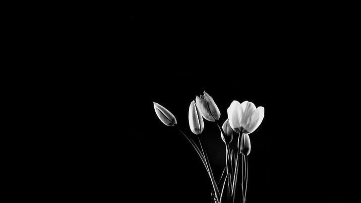Hd Wallpaper Flowers Tulip Black And White Flare - Black And White Flower Wallpaper 4k