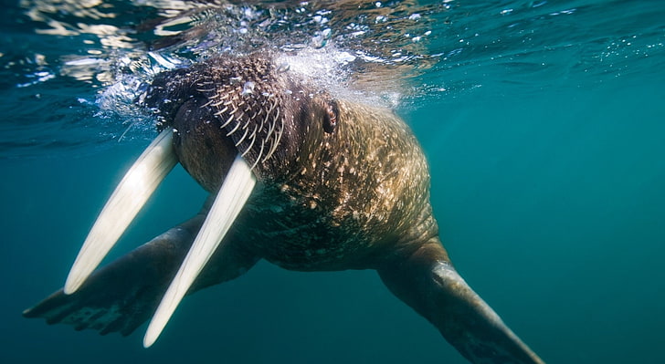 HD wallpaper: Walrus Underwater, brown walrus, Animals, Sea, Arctic, animal  wildlife | Wallpaper Flare