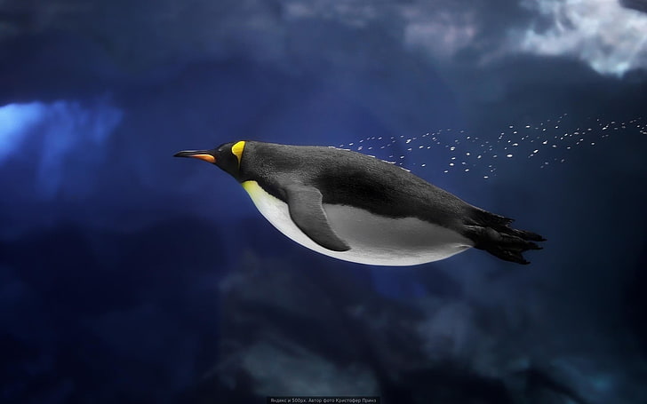 black and white penguin, underwater, penguins, birds, animal themes, HD wallpaper