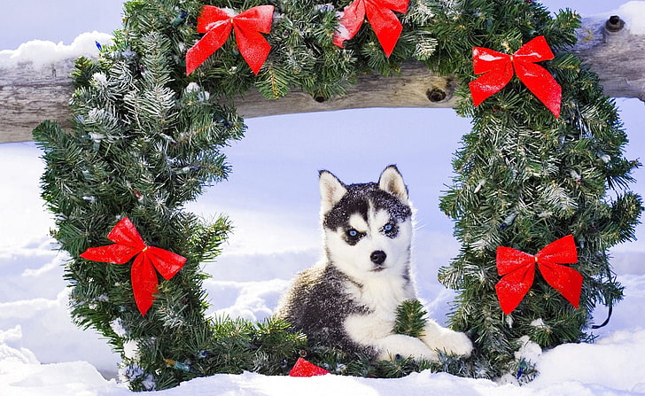 adult Siberian husky, snow, Christmas, puppy, winter, sled Dog
