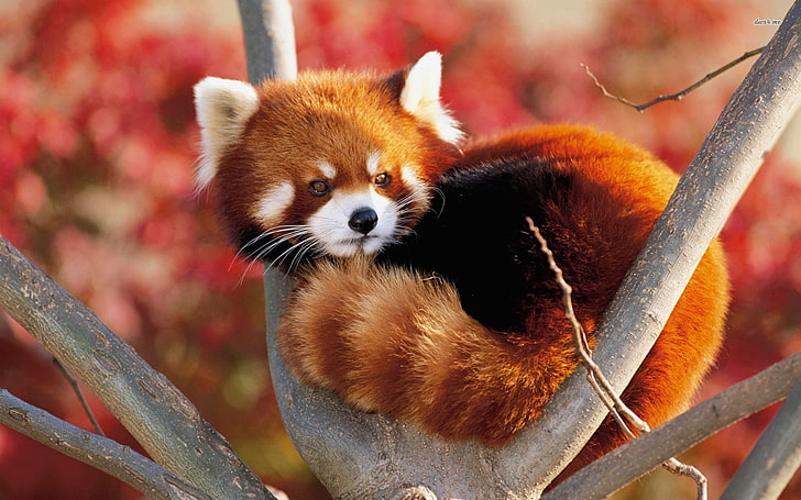 animals, red panda, nature, animal themes, one animal, animal wildlife