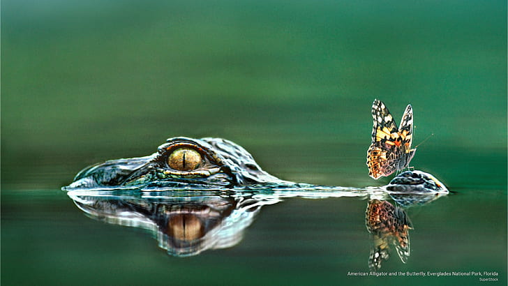 American Alligator and the Butterfly, Everglades National Park, Florida, HD wallpaper