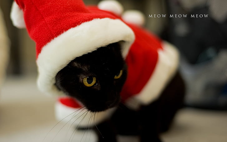 Cat Christmas Meow HD, animals, HD wallpaper