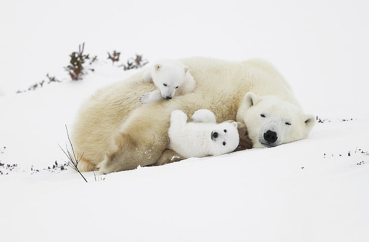 polar bears, cub, cute, fluffy, snow, family, Animal, animal themes, HD wallpaper