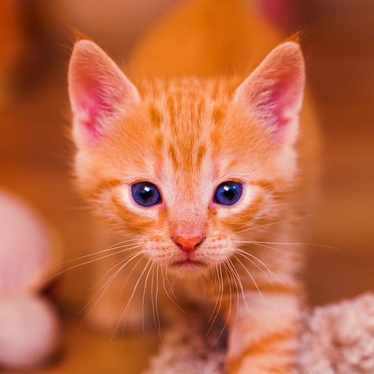 orange tabby kitten, Kitty, portrait, face, blue  eyes, cute, HD wallpaper