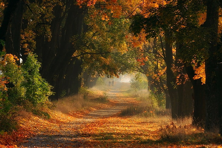 trees and grass, trees during daytime, fall, road, path, shrubs, HD wallpaper