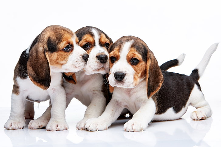 Dogs, Beagle, canine, pets, domestic, domestic animals, mammal