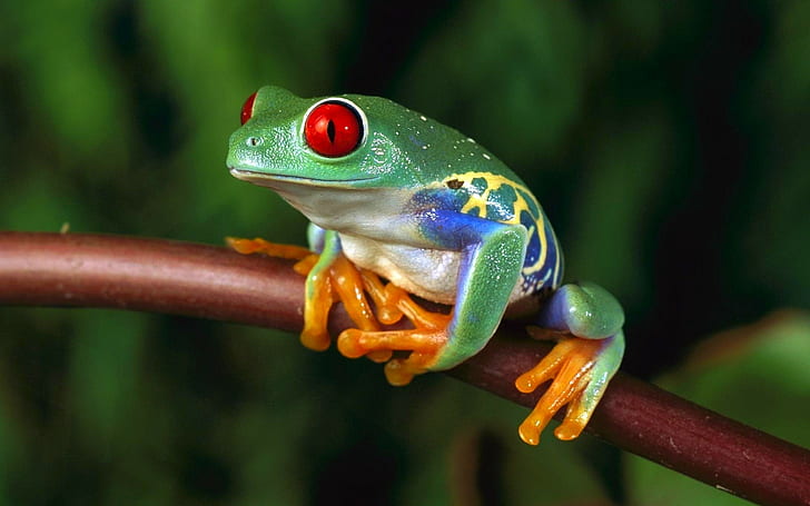 frog, animals, amphibian, Red-Eyed Tree Frogs