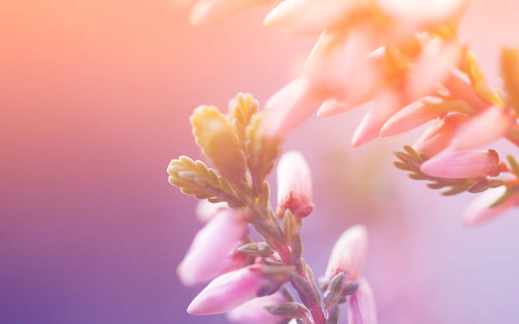 Flower buds, blur background, petaled flower