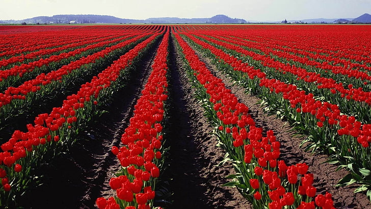 red tulip flower fielf, field, tulips, sky, nature, agriculture, HD wallpaper