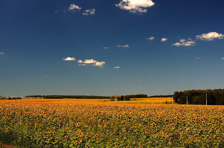 yellow sunflowers under blue sky, sunfield, sunfield, d5100, digital, HD wallpaper