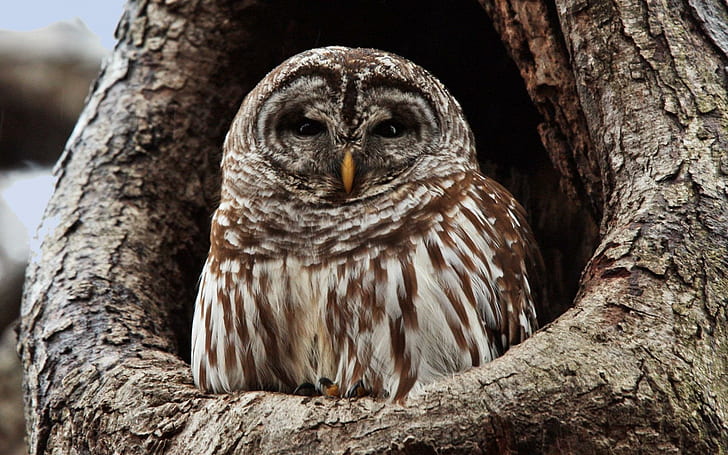 *** Owl In Hollow Tree ***, zwierzeta, ptaki, dziupla, sowa, animals, HD wallpaper