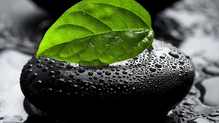 stone with dew and green leaf photo, photo of green leaf on stone, HD wallpaper