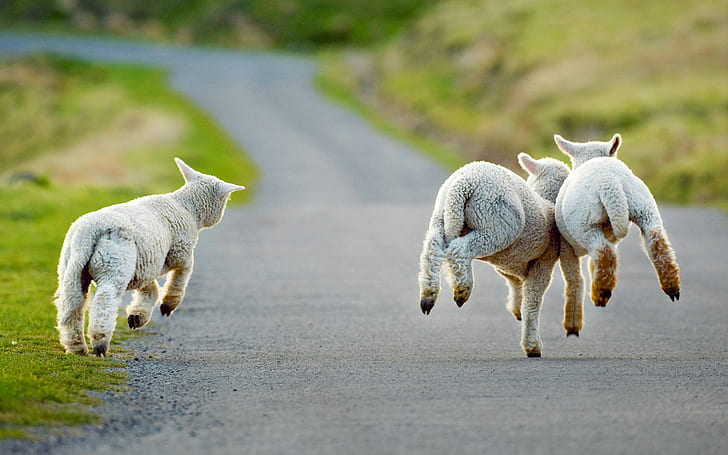 Animal, Sheep, Baby Animal, Lamb, Road, HD wallpaper