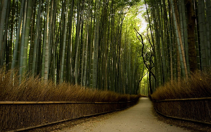 green bamboo plant tunnel, nature, forest, trees, path, street