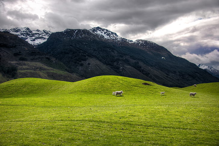 landscape shot of several sheep on grass field near mountain, HD wallpaper