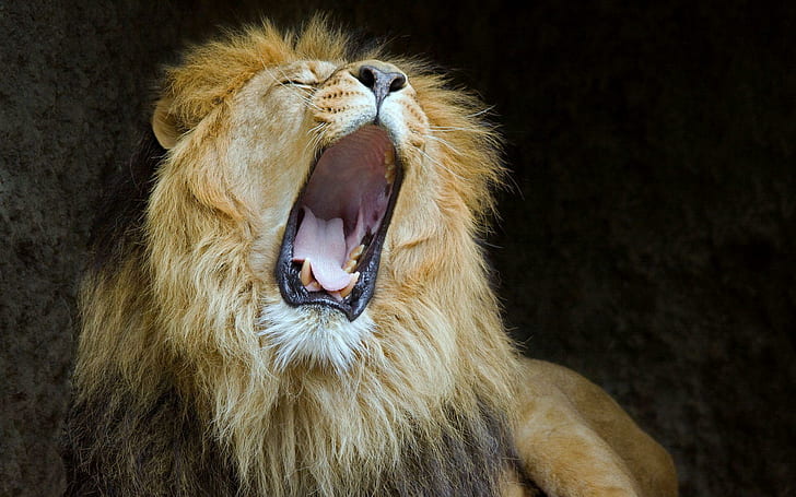 Lions Mouth Predator Lion Desktop Photo, cats, HD wallpaper
