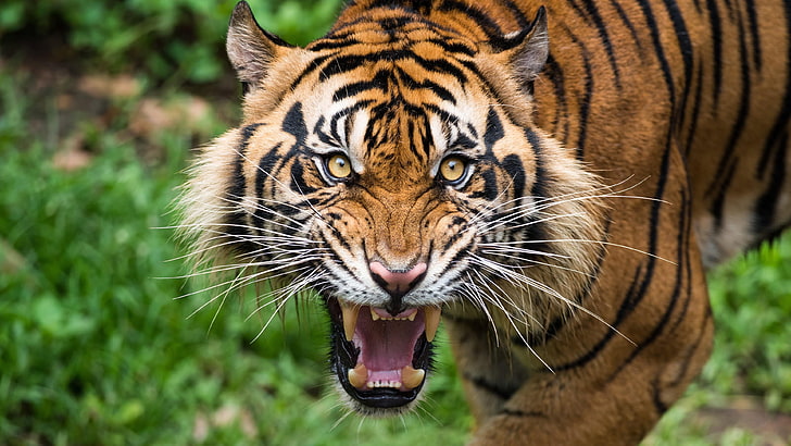 wildlife, tiger, mammal, terrestrial animal, roar, whiskers, HD wallpaper