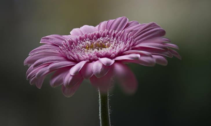 macro photography of pink flower, gerbera, gerbera, nikon  D750, HD wallpaper