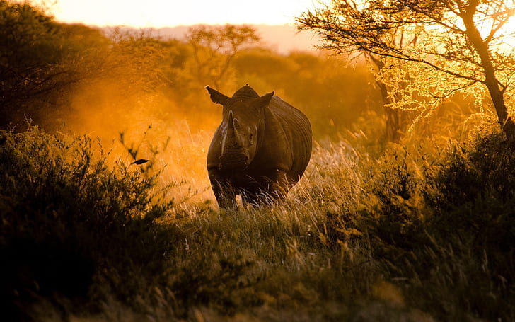 African, sunset, sunlight, rhinoceros, HD wallpaper