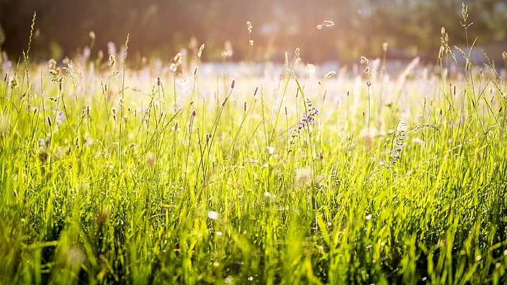 green grass field, nature, lights, flowers, spring, plant, green color, HD wallpaper