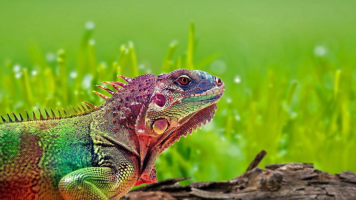 reptiles, colorful, grass, iguana, animals, animal themes, lizard, HD wallpaper