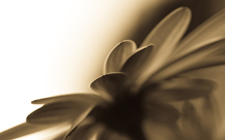 yellow daisy selective-focus photography, flowers, sepia, macro