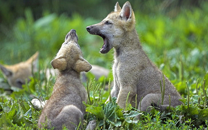 Cute Wolves, dogs, baby, nature, grass, green, beautiful, animals