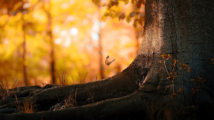 brown butterfly and gray tree trunk, butterfly flying above tree root during golden hour, HD wallpaper