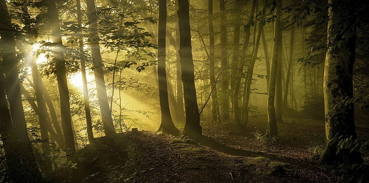 sunbeams, forest, path, trees, mist, sunlight, leaves, nature