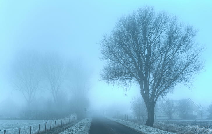 withered trees during foggy winter day, Emotion, morgens, de, HD wallpaper