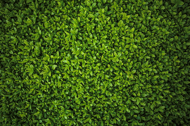 green, hedge, leaves, ligustrum, pattern, plant, privet, HD wallpaper