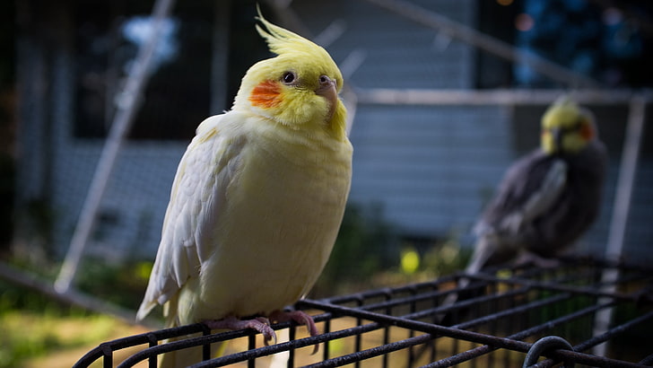yellow cockatiel, parrot, cage, sit, crest, coat, bird, animal