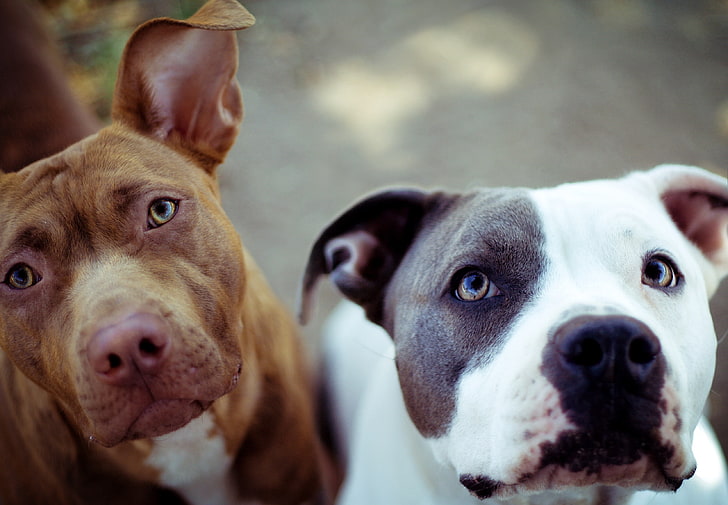 two adult American pit bull terriers, dog, face, couple, pets, HD wallpaper