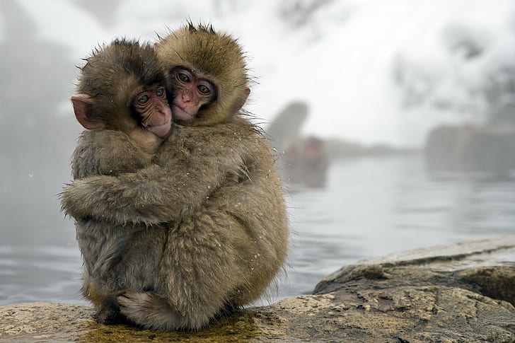 two Japanese Spring monkeys hugging during daytime, snow monkeys, snow monkeys