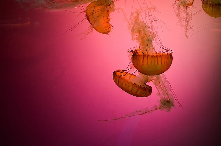animals, underwater, jellyfish, sea life, animals in the wild, HD wallpaper